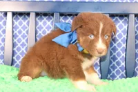 George, a male Australian Shepherd for sale in Royse City, TX – Photo 1 of 9