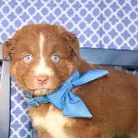 George, a male Australian Shepherd for sale in Royse City, TX – Photo 9 of 9