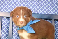 George, a male Australian Shepherd for sale in Royse City, TX – Photo 9 of 9