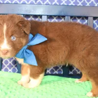 George, a male Australian Shepherd for sale in Royse City, TX – Photo 5 of 9