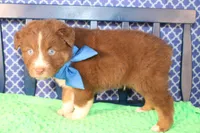 George, a male Australian Shepherd for sale in Royse City, TX – Photo 4 of 9