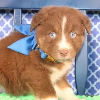 George, a male Australian Shepherd for sale in Royse City, TX – Photo 3 of 9