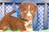 George, a male Australian Shepherd for sale in Royse City, TX – Photo 2 of 9