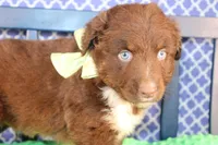 Alex, a male Australian Shepherd for sale in Royse City, TX – Photo 4 of 8