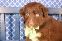 Alex, a male Australian Shepherd for sale in Royse City, TX – Photo 3 of 8