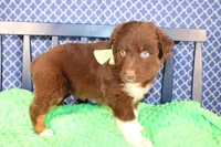 Alex, a male Australian Shepherd for sale in Royse City, TX – Photo 5 of 8