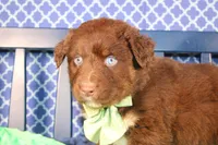 Alex, a male Australian Shepherd for sale in Royse City, TX – Photo 7 of 8