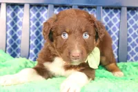 Alex, a male Australian Shepherd for sale in Royse City, TX – Photo 1 of 8