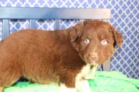 Alex, a male Australian Shepherd for sale in Royse City, TX – Photo 2 of 8