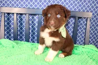 Alex, a male Australian Shepherd for sale in Royse City, TX – Photo 8 of 8