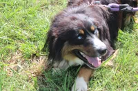 Beignet, a male Australian Shepherd for sale in Royse City, TX – 6 of 7