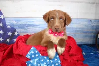 Oakley AKC Red Tri Female, a female Australian Shepherd for sale in Royse City, TX – 2 of 9