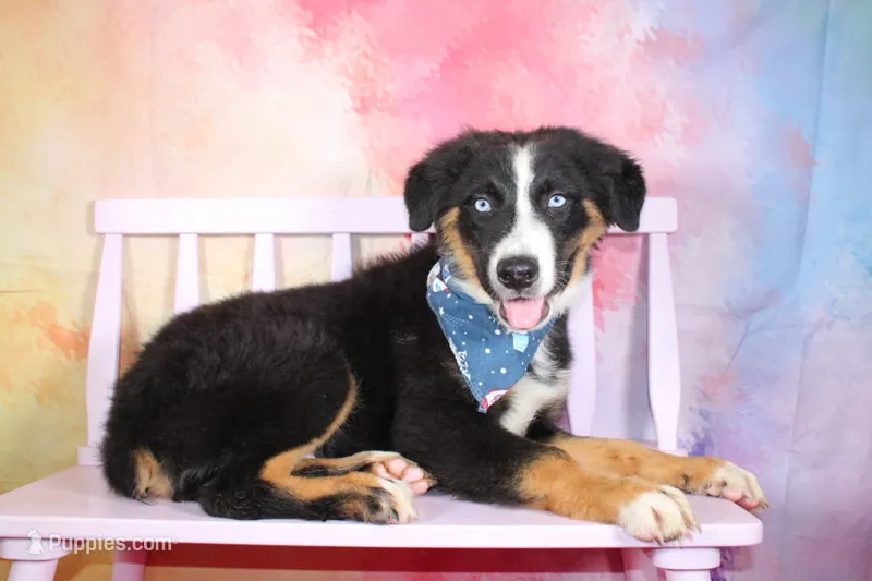 Knight ASDR, In Puppy Pre-K  – Australian Shepherd puppy for sale in Royse City, TX