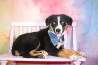 Knight ASDR, In Puppy Pre-K , a male Australian Shepherd for sale in Royse City, TX – 1 of 10