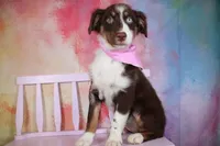 Trouble- AKC Puppy Pre-K graduate, a female Australian Shepherd for sale in Royse City, TX – 6 of 7