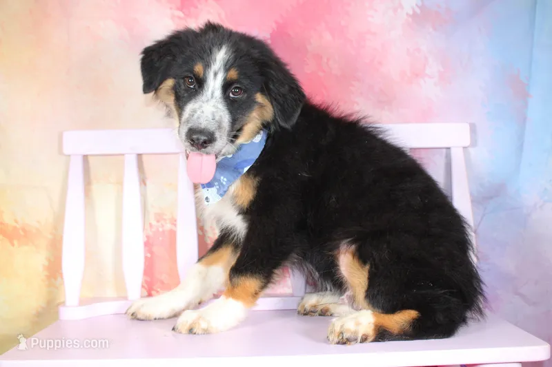Legend ASDR in Puppy Pre-K – Australian Shepherd puppy for sale in Royse City, TX