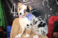 Rain ASCA/ASDR, a female Australian Shepherd for sale in Royse City, TX – 1 of 9