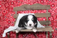 Lubbock ASDR Minatare Australian Shepherd, a male Miniature Australian Shepherd for sale in Royse City, TX – 8 of 8