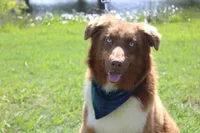 Healer , a male Australian Shepherd for sale in Royse City, TX – 7 of 8