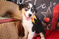 Waylon AKC, a male Australian Shepherd for sale in Royse City, TX – 6 of 10