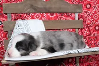 Midland ASDR Minatare Australian Shepherd, a male Miniature Australian Shepherd for sale in Royse City, TX – 8 of 10
