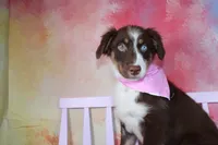 Trouble- AKC Puppy Pre-K graduate, a female Australian Shepherd for sale in Royse City, TX – 3 of 7