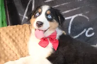 Cash AKC , a male Australian Shepherd for sale in Royse City, TX – 5 of 10