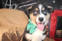 Brooks AKC , a male Australian Shepherd for sale in Royse City, TX – 3 of 9