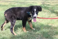 Knight ASDR, In Puppy Pre-K , a male Australian Shepherd for sale in Royse City, TX – 7 of 10