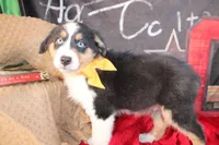 Waylon AKC, a male Australian Shepherd for sale in Royse City, TX – 10 of 10