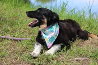 Bluff ASCA/AKC/ASDR, Puppy Pre-K Graduate, a female Australian Shepherd for sale in Royse City, TX – 3 of 8