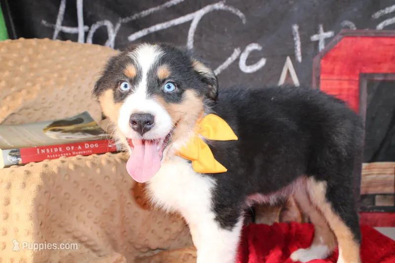 Waylon AKC – Australian Shepherd puppy for sale in Royse City, TX