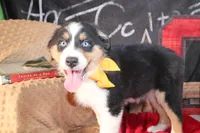 Waylon AKC, a male Australian Shepherd for sale in Royse City, TX – 1 of 10