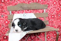 Amarillo ASDR Miniature Australian Shepherd , a male Miniature Australian Shepherd for sale in Royse City, TX – 2 of 8