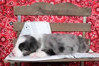 Midland ASDR Minatare Australian Shepherd, a male Miniature Australian Shepherd for sale in Royse City, TX – 7 of 10