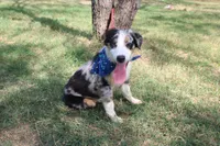 Baron ASDR Puppy Pre-K in Progress, a male Australian Shepherd for sale in Royse City, TX – 5 of 9