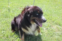 Beignet, a male Australian Shepherd for sale in Royse City, TX – 2 of 7