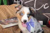 Rain ASCA/ASDR, a female Australian Shepherd for sale in Royse City, TX – 2 of 9