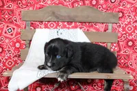 Wimberly ASDR Miniature Australian Shepherd, a female Miniature Australian Shepherd for sale in Royse City, TX – 7 of 8