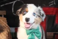 Hank AKC , a male Australian Shepherd for sale in Royse City, TX – 1 of 9