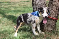 Baron ASDR Puppy Pre-K in Progress, a male Australian Shepherd for sale in Royse City, TX – 1 of 9