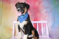 Keno AKC Puppy Pre-K Graduate, a male Australian Shepherd for sale in Royse City, TX – 5 of 9