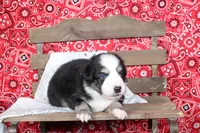 Lubbock ASDR Minatare Australian Shepherd, a male Miniature Australian Shepherd for sale in Royse City, TX – 2 of 8