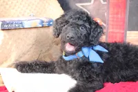 Clyde Puppy Pre-k Graduate, a male Miniature Aussiedoodle for sale in Royse City, TX – 7 of 10