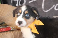 Waylon AKC, a male Australian Shepherd for sale in Royse City, TX – 9 of 10
