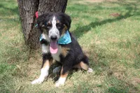 Legend ASDR in Puppy Pre-K, a male Australian Shepherd for sale in Royse City, TX – 4 of 7