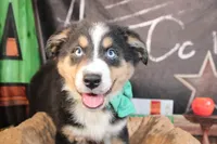 Brooks AKC , a male Australian Shepherd for sale in Royse City, TX – 9 of 9