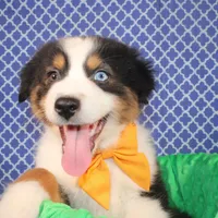 Stride, a male Australian Shepherd for sale in Royse City, TX – Photo 5 of 6