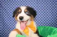 Stride, a male Australian Shepherd for sale in Royse City, TX – Photo 5 of 6