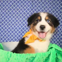 Stride, a male Australian Shepherd for sale in Royse City, TX – Photo 4 of 6